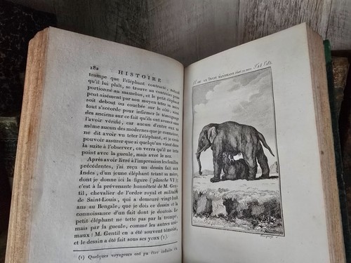 1799 BUFFON - NATURAL HISTORY OF QUADRUPEDS - Elephants, Rhinoceroses, Opossums - Imagen 17 de 24