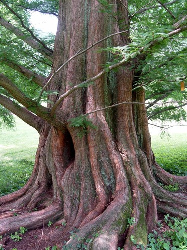 Dawn Redwood seedling (Metasequoia glyptostroboides) - Parkland - Bonsai - 30cm - Picture 5 of 20