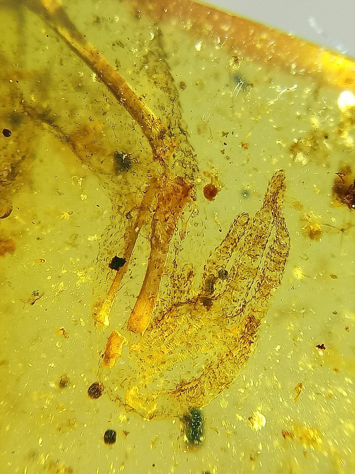 Picture 7 of 12