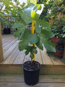 Live-Dall-Osso-Fig-Tree-Large-Black-Figs-Red-Pulp-Documented-Abnormality