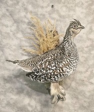 Last One! Handsome Sharptail Grouse gamebird pheasant taxidermy mount bird art