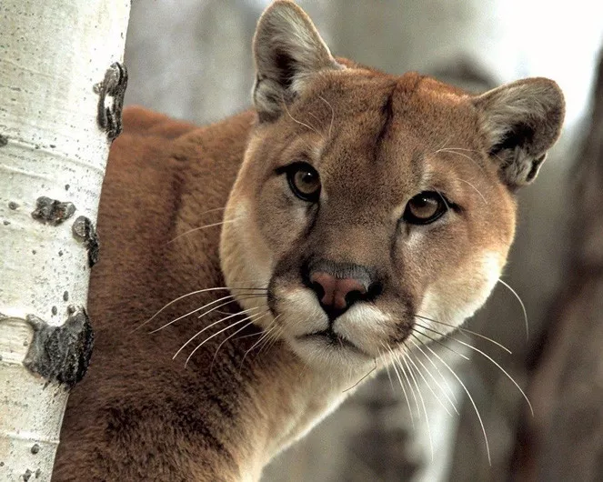 Puma cat sale