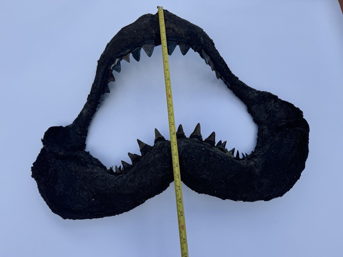 ホジロザメ（Carcharodon carcharias）の歯42.2mm Fossilized Great