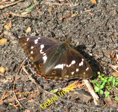 Foto 6x4 Purple Emperor (Apatura iris) Schmetterling - sonnen sich in der Sonne Up c2014