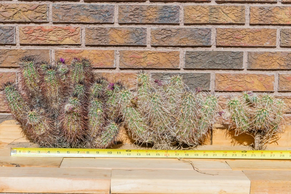 Echinocereus Engelmannii - Strawberry Hedgehog Cactus, Rooted, Live PLant - Image 4 of 4