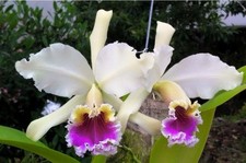 Cattleya rex ' 2' x self near blooming size, highly sought after cattleya orchid