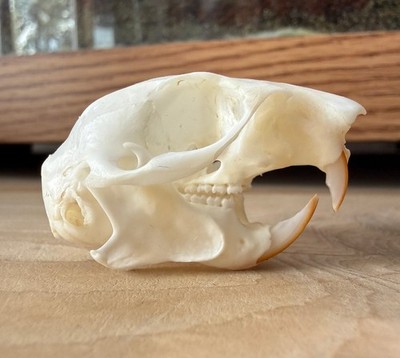 Alaska Red Pine Squirrel Skull Taxidermy Bone Skeleton