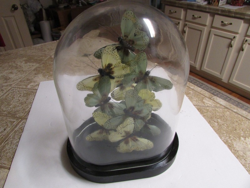 11 silk Butterfly collection under a glass dome, 13" X 9 3/4" X 6 1/2"blk base