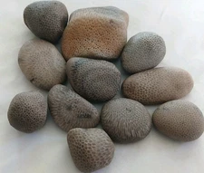 Lake Michigan Charlevoix Stone • 1lb Lot • Unpolished Fossil Coral Favosites