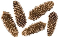Zapfen Gold Fichtenzapfen Natur Deko Basteln Weihnachten Weihnachtsdeko 5 StüCk