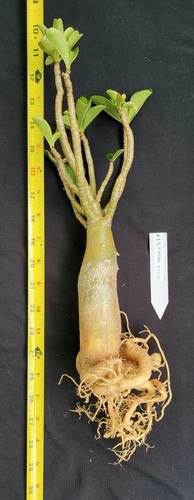 Adenium Obesum SEED Grown NOT Grafted RARE PURPLE Blooms 100% USA Grown Caudex15 - Picture 6 of 11