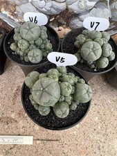7-10cm  LW selfroot Multi Heads Cactus PlantBeautiful Garden Décor Boutique 3pc