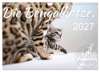Calendar 2027 · US Version · The Bengal Cat. Edition Kittens (Wall Calendar 2027
