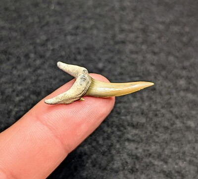 #ad #ad Gorgeous Sand Tiger Shark Tooth From BV Florida $19.80
