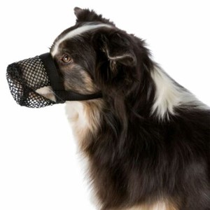 muzzle to stop dog scavenging