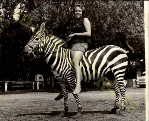 Vintage Press Photograph 1959 Woman Riding Zebra | eBay