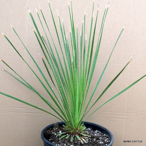 A902 DASYLIRION SERRATIFOLIO vaso 25 cm H 4,5 cm L 4,5 cm MaMa Cactus - Foto 4 di 4