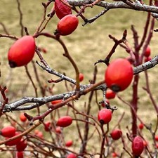 Rosa canina SEEDS - Dog rose | Wild rose