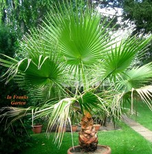 Washingtonia robusta, resistente al gelo, pianta in vaso, palma sottoveste, 10 semi