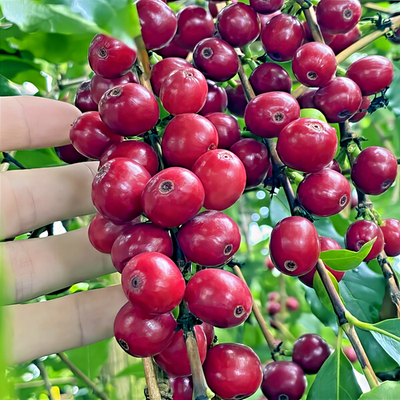 10 Coffea arabica Seeds Tropical EXOTIC Coffee Bean Indoor House