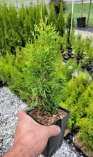 ( 4 ) - Emerald Green Arborvitae Tree ( Thuja ) - ( 1 QT ) ( 4 live plants )