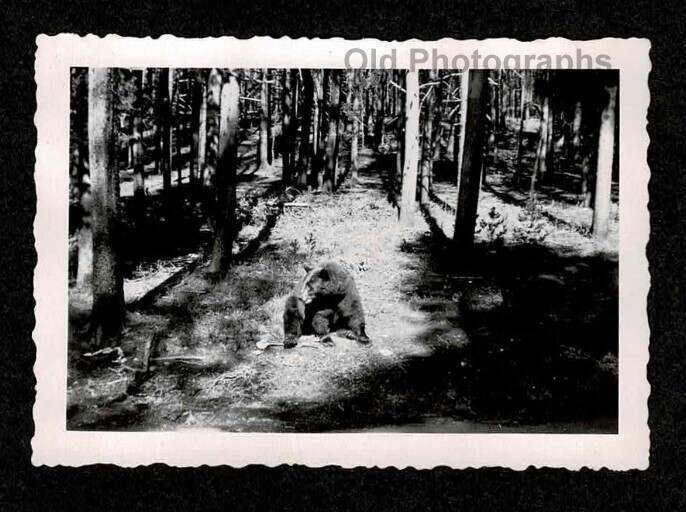 BLACK BEAR IN THE WILD WOODS OLD/VINTAGE PHOTO- N614 | eBay