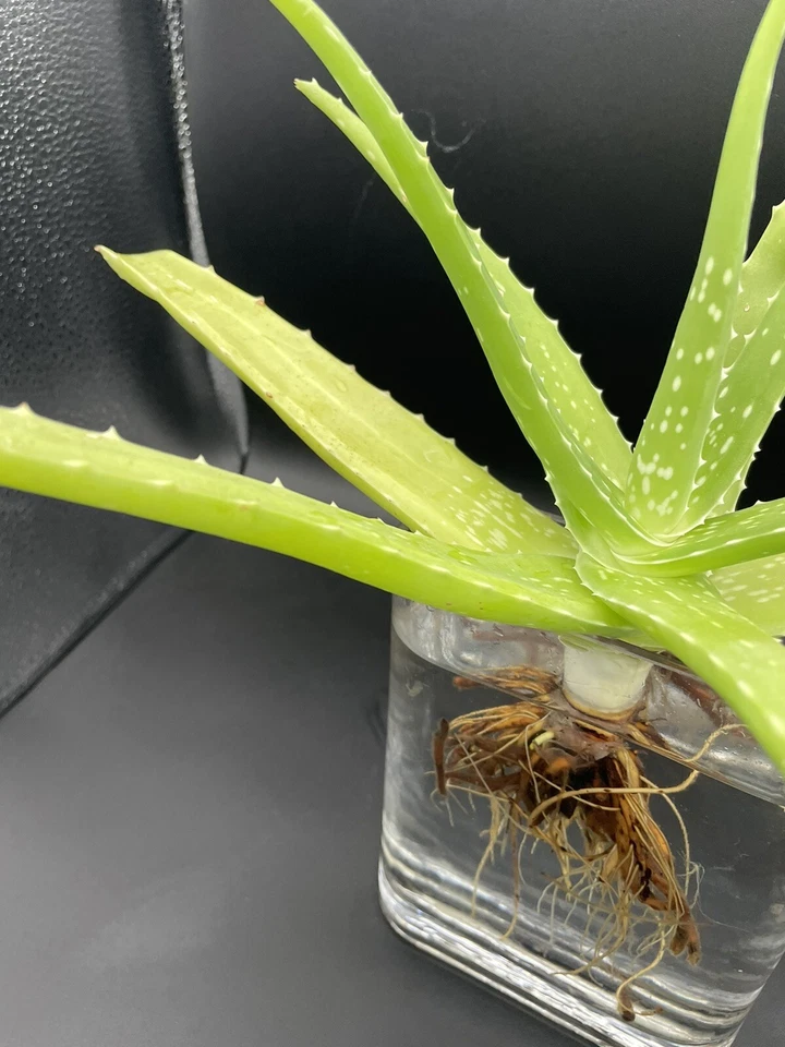 Stunning Agave Aloe Vera In Water. - Image 2 of 4
