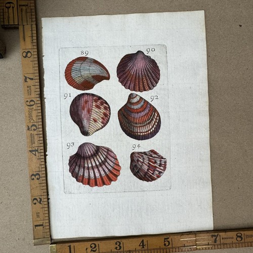 1681 ORIGINAL ANTIQUE HAND COLORED SHELL PRINT - BUONANNI - SCALLOP SHELLS RARE - Picture 10 of 11