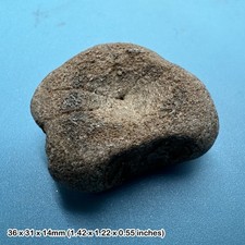 Ichthyosaurier Wirbel Fossil Jura Dorset UK echter Meeresreptilienknochen