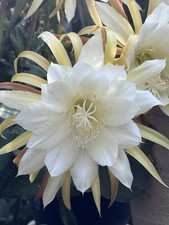 Epiphyllum Orchid Cactus “ Cooperi” Unrooted 20cm+ cutting , XL flower , Scented