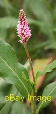 Foto 6x4 Amphibienbistort (Persicaria amphibia) Inverkeilor trotz o c2008