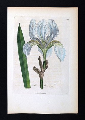 1810 Woodville Botanical Print Florentine Iris Florentina White Flag De Luce