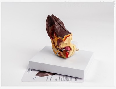 1pc Medical Science Dog Ear Pathology model Canine Ear Anatomical Model