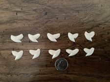 10 pcs. Modern Tiger shark teeth - 5/8" - 11/16" - Free shipping !
