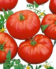 Beefmaster Tomato 10 Seeds, Hybrid , Free Shipping 