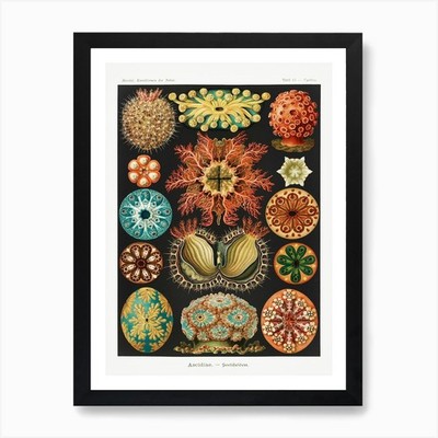 Ascidiae Seescheiden, Ernst Haeckel Framed Wall Art Poster Canvas Print Picture