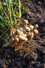 15 Seeds TENNESSEE RED PEANUT Valencia Arachis Hypogaea Perennial Nut