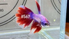 Live Betta Fish High Quality MALE Halfmoon USA 567