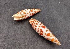 Episcopal Miter Seashells Orange Spotted Mitra (2 shells approx. 2+ inches)
