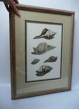 Coloured antique Plate XXVIII representing shells of 5 molluscs species
