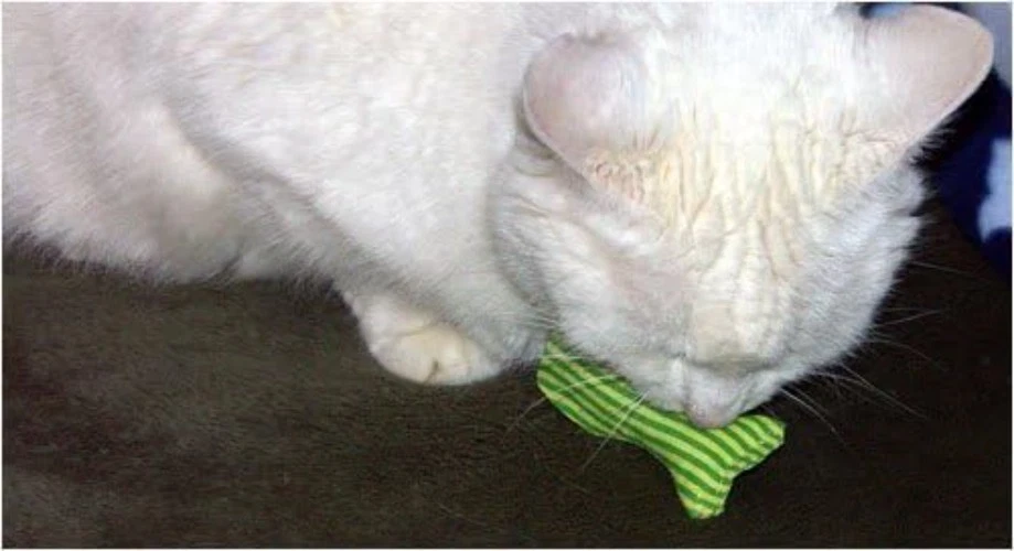 Eco-Friendly Catnip Filled Fish Toys - 6 Pack of Organic Sardines for Cats - Image 4 of 4