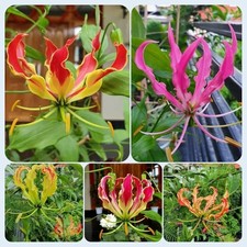 Gloriosa Mix Flower Bulb Summer Flower Bulbs Collection (pack of 4 bulb)