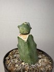 Echinocactus Glaucus Inermis #236 Grafted Rare Live Cactus Plant — photo 2