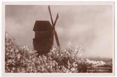 AK Werder a. Havel Baumblüte Mühle Windmühle alte Ansicht
