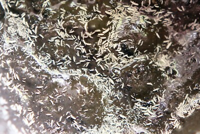 Up to 5000+ Live Temperate Springtails on Clay Culture for Bioactive Terrariums