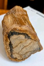 Petrified Wood Polished Limb  1lb 8oz