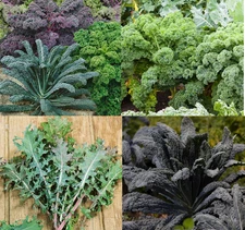 KALE GARDEN BLEND 5 Types Heirloom MicroGreens Saute Healthy Non-GMO 200 Seeds!