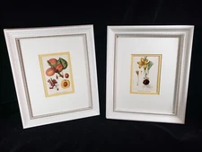 Original Antique SAFFRON & PLUM Botanical Engraved Print Germany 1906 - Framed 