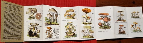 C2141-GUIDA-OPUSCOLO FUNGHI, PILZE, ATLANTE TEDESCO PRIMI DEL'900 - Picture 2 of 2