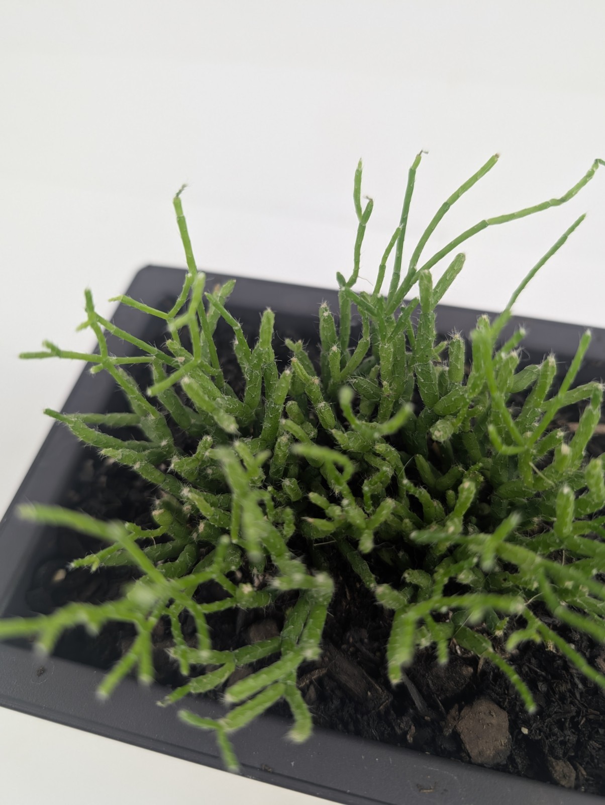 Rhipsalis Cereuscula "Coral Cactus" Live Tropical Plant 5 Inch Rectangle Pot